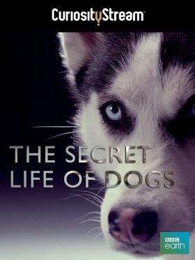 A kutyák titokzatos élete (2013)