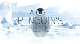 Egy pingvin élete (2013)